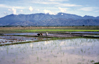 RicePaddy1